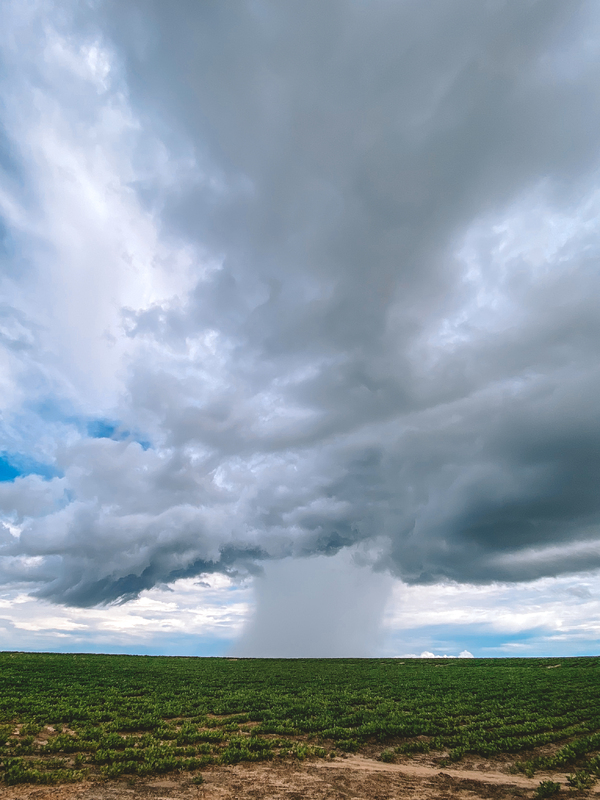 Summer Storm over a peanut field, 7.9.2021 .jpg