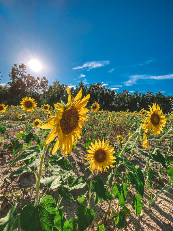 Sunflower field off of Ireland Road 8.18.2021.jpg