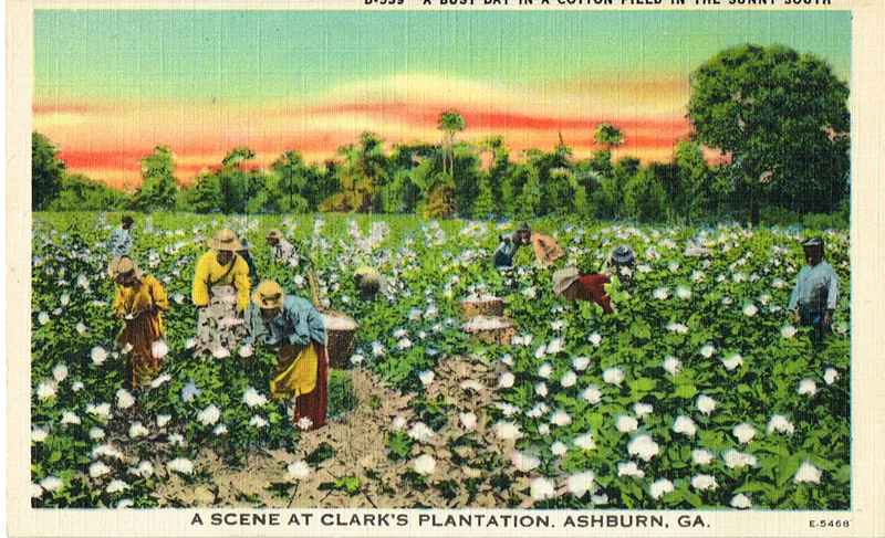 A Busy Day in a Cotton Field in the Sunny South - A Scene at Clark_s Plantation, Ashburn, GA - postcard front.jpg