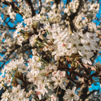 Bradford Pear Blossoms
