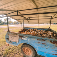 Nesmith Cantaloupe Wagon with honesty payment box