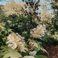 Oak Leaf Hydrangea Blossom