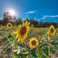 Sunflower field off of Ireland Road 8.18.2021.jpg