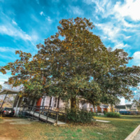 Magnolia tree in front of 536 Grand St. in Ashburn, Ga