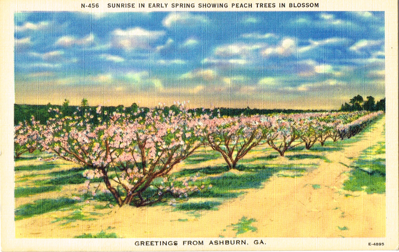 Sunrise in early spring showing peach trees in blossom - Greetings from Ashburn, GA - postcard front.tif