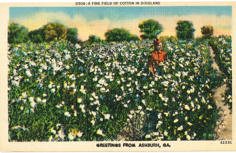 A Fine Field of Cotton in Dixieland - Greetings from Ashburn, GA - 4233C postcard front.jpg