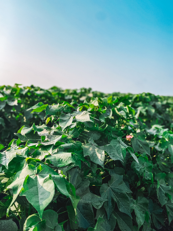 Jeff Wilson Farm's Cotton Field, Shivers Road in Rebecca, Ga 7.24.2021 3.jpg