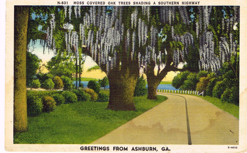 Moss Covered Oak Trees - Greetings from Ashburn, GA - postcard front.tif