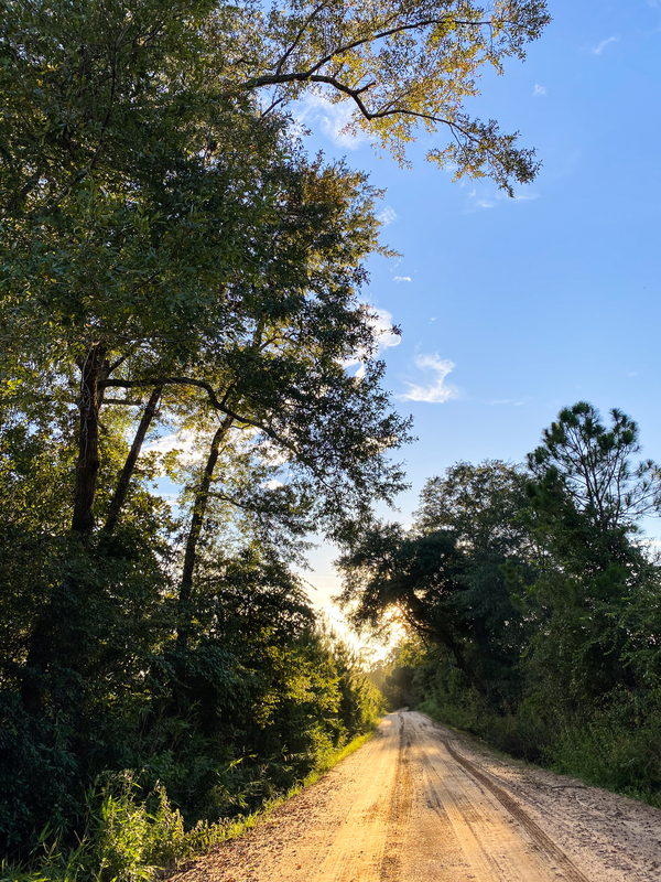 Live Oak Road 8.18.2021.jpg