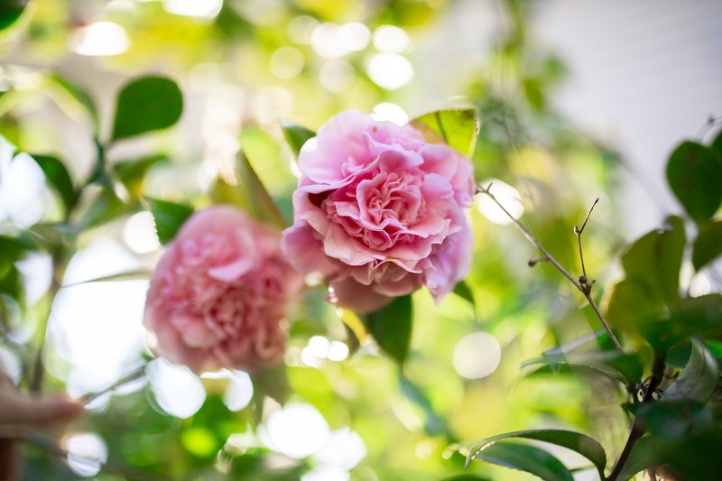 Camellias in Bloom, Feb 17 2021.jpg