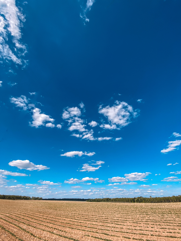 Planted field on Coverdale Highway, 5.30.2021.jpg