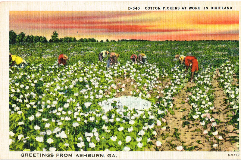 Cotton Pickers at work in Dixieland - Greetings from Ashburn, GA - postcard front.tif
