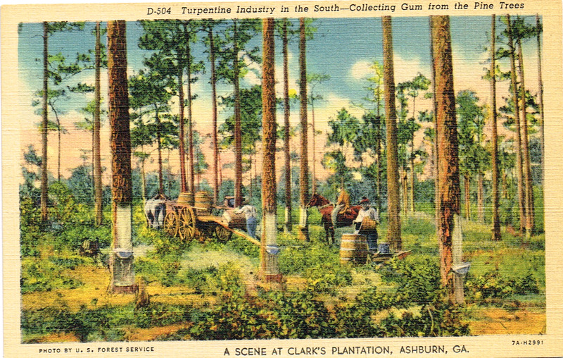 Turpentine Industry - A Scene at Clark_s Plantation, Ashburn, GA - postcard front.tif