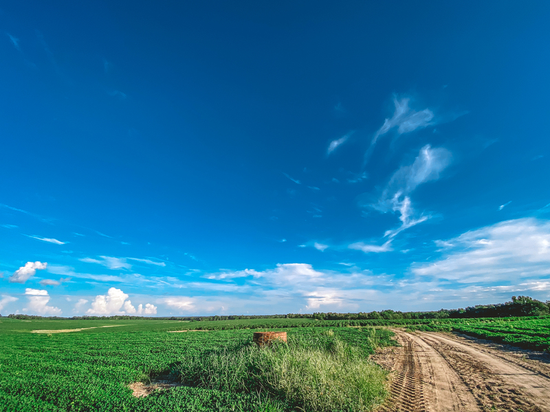 Field Road and peanut field off McKenzie Road 8.18.21.jpg