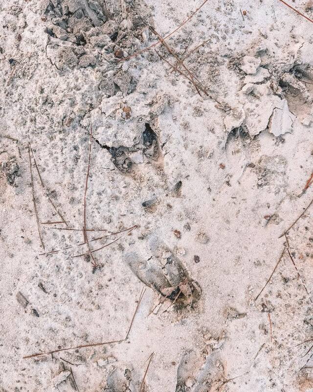 Deer Tracks.jpg