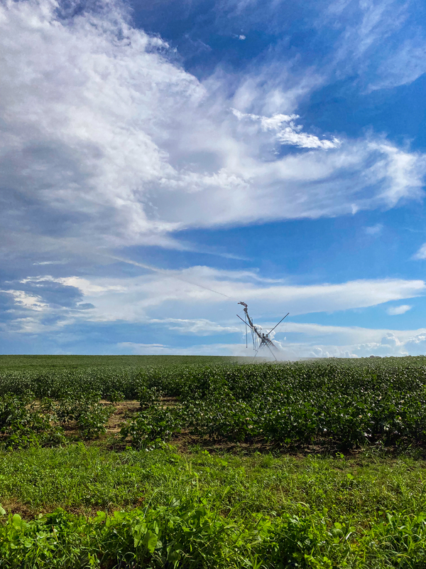 Pivot watering a cotton field off of Julianne Road in Ashburn, GA 8.14.2021.jpg