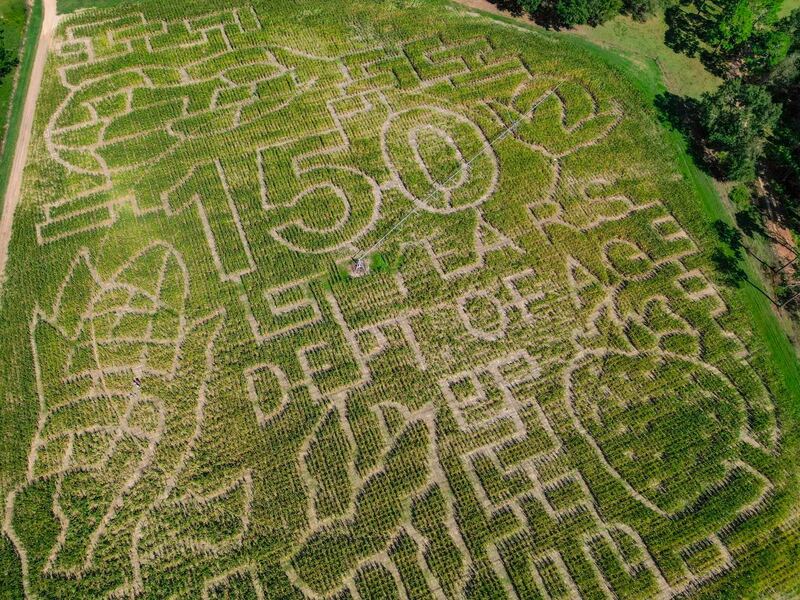 Calhouns Cornmaze 2024.jpg