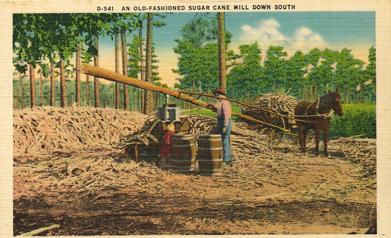 An Old-fashioned sugar cane mill down South - A scene at Clark_s Plantation, Ashburn, GA - postcard front.tif