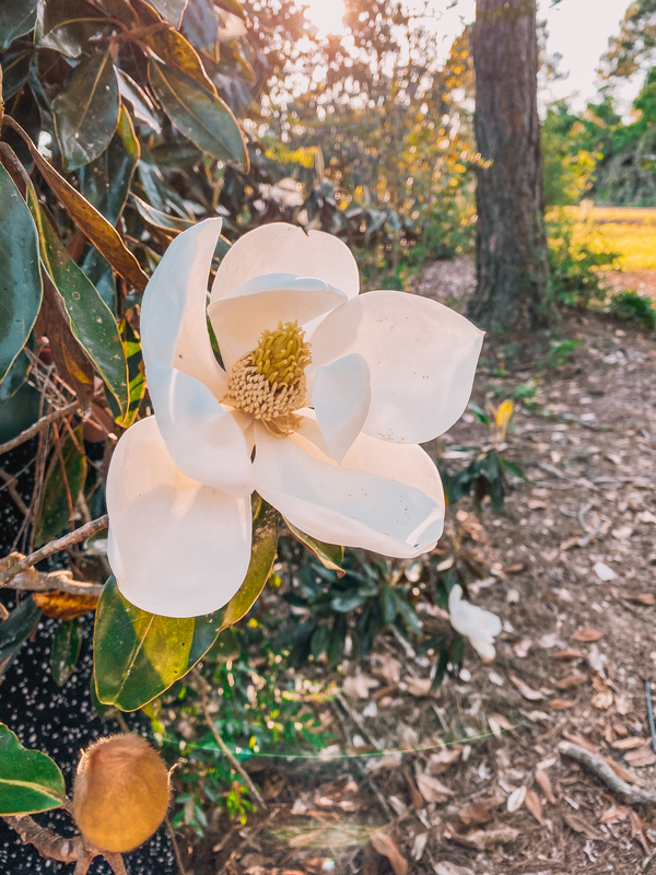 Magnolia Blossom 5.13.2021 1.jpg