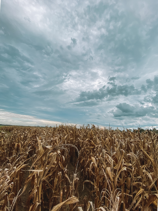 Field Corn off of Alberson Road in Ashburn, Ga 8.14.2021 2.jpg