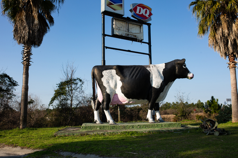 Turner County Project DQ Cow01012622.JPG