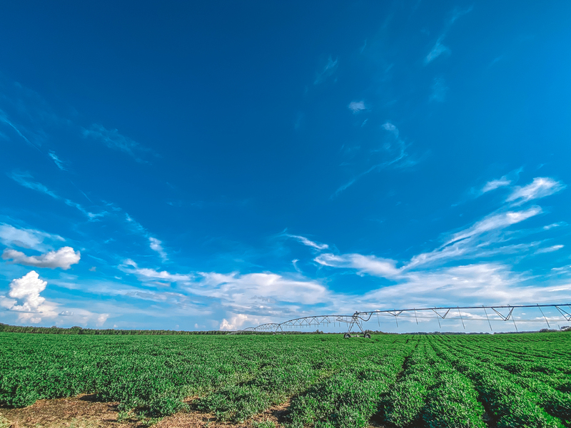 Pivot over peanut field on Daniels Rd. 8.18.21 2.jpg