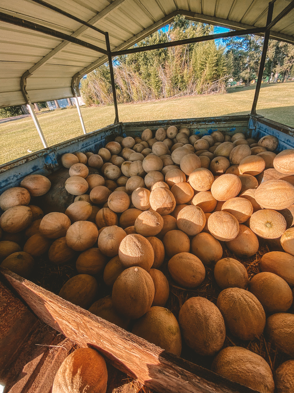 Nesmith Cantaloupe Wagon 6.16.2021 2.jpg