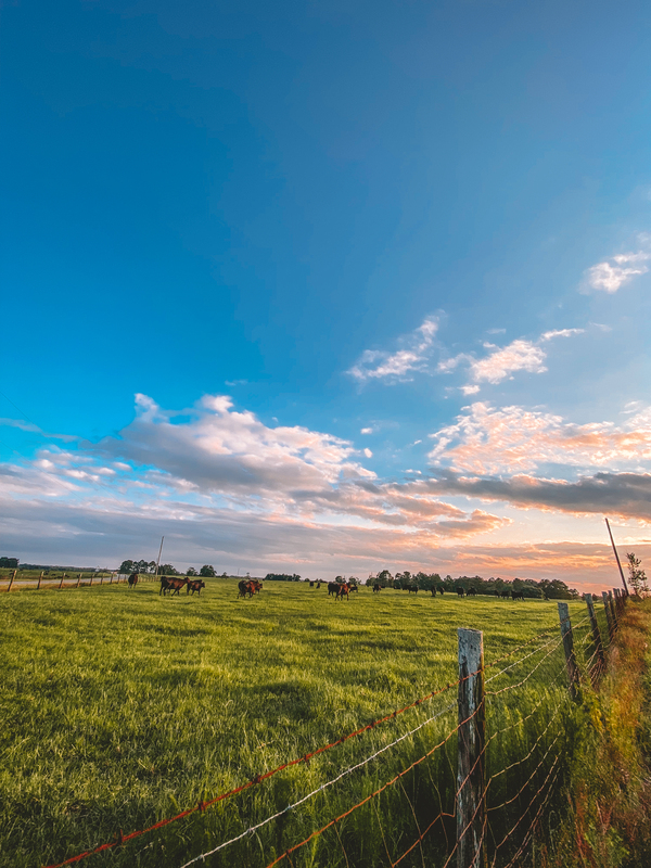 Sunset with a cow pasture at Hobby School Road in Ashburn 6.24.2021.jpg