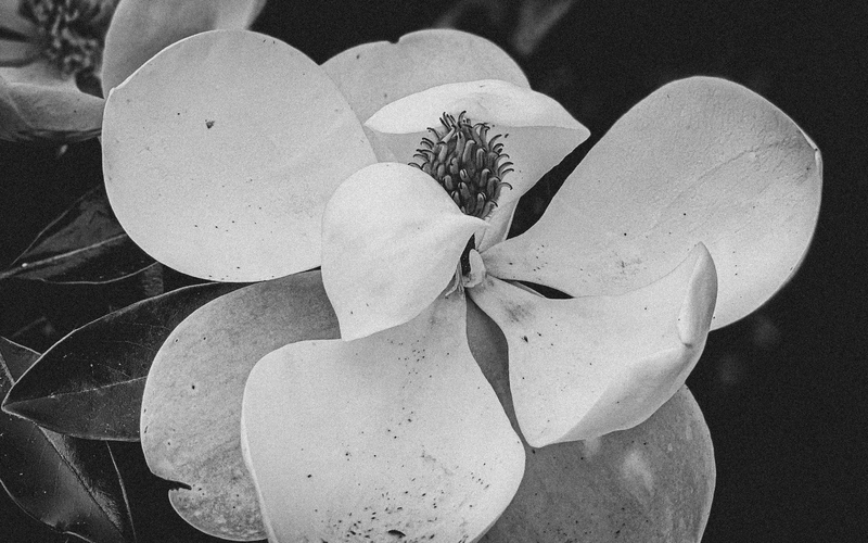 Magnolia Blossom 5.13.2021 2.jpg