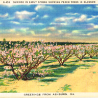 Sunrise in early spring showing peach trees in blossom - Greetings from Ashburn, GA - postcard front.tif