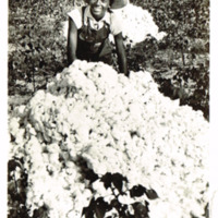 Southern Cotton - 1-K-30 postcard front.tif