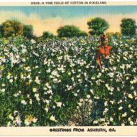 A Fine Field of Cotton in Dixieland - Greetings from Ashburn, GA - 4233C postcard front.jpg