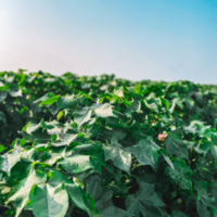 Jeff Wilson Farm's Cotton Field, Shivers Road in Rebecca, Ga 7.24.2021 3.jpg