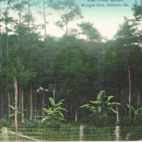 View Flower Garden, Shingler Park, Ashburn, Ga. (Vintage postcard)