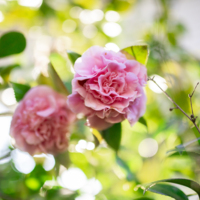 Camellias in Bloom