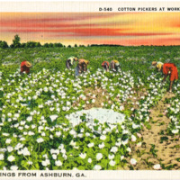 Cotton Pickers at work in Dixieland - Greetings from Ashburn, GA - postcard front.tif