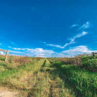 Field road off of Ireland Road 8.18.2021 2.jpg