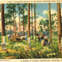 Turpentine Industry - A Scene at Clark_s Plantation, Ashburn, GA - postcard front.tif