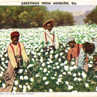 AC23 - A BUSY DAY IN THE COTTON FIELD (vintage postcard)