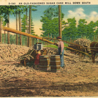 An Old-fashioned sugar cane mill down South - A scene at Clark_s Plantation, Ashburn, GA - postcard front.tif