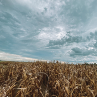 Field Corn off of Alberson Road in Ashburn, Ga 8.14.2021 2.jpg