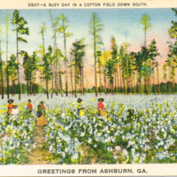 D507: -A BUSY DAY IN A COTTON FIELD DOWN SOUTH (vintage postcard)