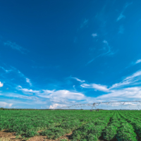 Pivot over peanut field on Daniels Rd. 8.18.21 2.jpg