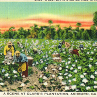 A Busy Day in a Cotton Field in the Sunny South  (vintage postcard)