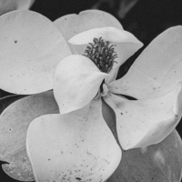 Magnolia Blossom 5.13.2021 2.jpg